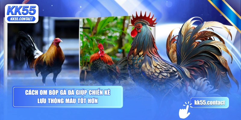 Cách om bóp gà đá giúp chiến kê lưu thông máu tốt hơn